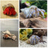 SINGEWOW 6PCS 2.9"-4.0" 1.6" 2.6" (6Pcs Natural Sea Conch Hermit Crab Shells,Opening Size - Growth Turbo for Large