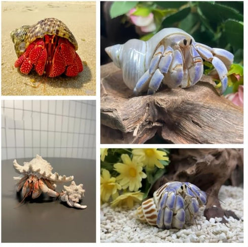 SINGEWOW 16PCS 1.6"-3.3" (16Pcs Natural Sea Conch Hermit Crab Shells,Growth Turbo for Large to Medium and Small
