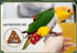 Barn Eleven Bird Flight Suits Diapers, Parrot Diapers for Monk Parakeets, Cockatiels, Parrot Clothes Costume, Bird