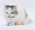 Necoichi Raised Stress Free Cat Food Bowl - Elevated, Backflow Prevention, Dishwasher/Microwave Safe, Mini