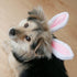 ANIAC Easter Dog Headband for Small Medium Dogs, Plush Hat with Bunny Ears, Cute Pet Easter Costume
