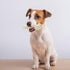 Tikaton Dog Chew Toys for Aggressive Chewers, Durable Peanut Butter Flavor Teething Chew Toys for Large/Medium/Small