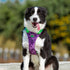 TRUE LOVE No Pull Dog Harness, Soft Reflective Camouflage Pet Harness for Small and Big Dogs, TLH5653