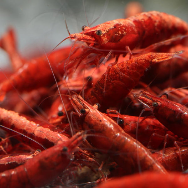 Swimming Creatures Premium Neocaridina Shrimp Freshwater Aquarium Shrimp (20, Premium FIRE RED)