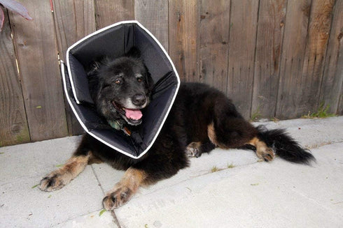 Comfy Cone Pet Cone for Dogs, Cats, Black - Soft Recovery Collar for After Surgery, Wound Care