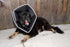 Comfy Cone Pet Cone for Dogs, Cats - X-Small, Black Recovery Collar for Surgery and Wound Care