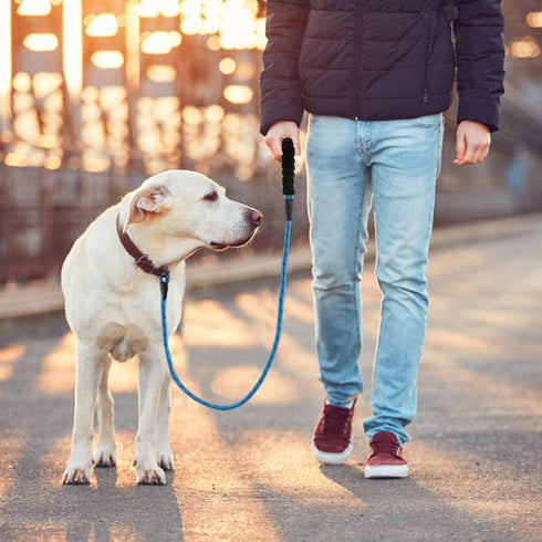 2 Pack Dog Leash 5 FT Heavy Duty Nylon Rope with Comfortable Padded Handle, Sturdy Reflective Threads for Medium Large