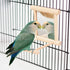 Bird Mirror Wooden Hanging Swing Interactive Play Toys for Small Parrots, 2 PCS Accessories
