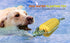 Dog Chew Toys for Puppies - Interactive Corn Toys for Clean Teeth, Aggressive Chewers, Medium Large Breed