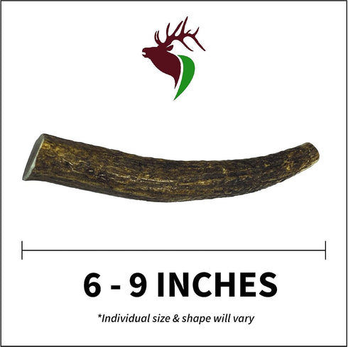 Premium Grade Elk Antler for Dogs, Medium Whole Single Pack, 1 Piece, Sourced in The USA