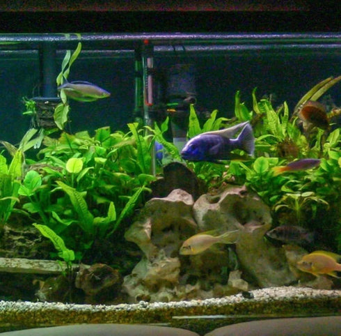 3X Marcus Fish Tanks - Java Fern Microsorum Pteropus Easy Live Aquarium Plants Aquatic Fish Tank Plants