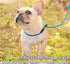 2 Pcs 8ft Slip Lead Dog Leash, Reflective No Pull Training Leash, 1/3" Nylon Rope for Small Medium Dogs (Blue+Black)