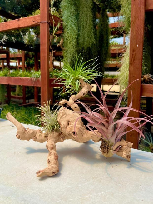 Generic 13-16 Inch Natural Sandblasted Grapewood Branch - Terrarium Wood & Aquarium Driftwood Decor - Air Plant Holder