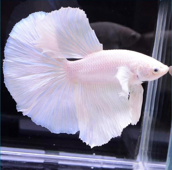 D&A Tropical Live Fish-1 Male Halfmoon Betta Live Fish- Live Betta Fish