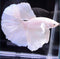 D&A Tropical Live Fish-1 Male Halfmoon Betta Live Fish- Live Betta Fish