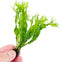 PLANTEREST Java Fern Windelov Microsorum Pteropus Loose US Grow Live Aquarium Plant Tropical