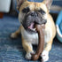 Pet Qwerks Flavorit BarkBone - Fillable Dog Bone for Moderate Chewers, Peanut Butter Flavor, 6.75"