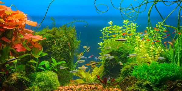 YongFoto Fish Tank Background - 72x24 inch Aquarium Background, River Bed Waterweeds Lake Aquatic Plant Backdrop