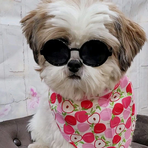 G016 Small Breed Dog Sunglasses for Pets up to 15lbs, Round Tiny Design, Black