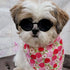 G016 Small Breed Dog Sunglasses for Pets up to 15lbs, Round Tiny Design, Black