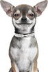 Dog Collar for Small Dogs, Adjustable Pink Suede Bling Rhinestone Collar, Cat Collar (XS, black4)