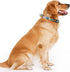 Martingale Dog Collar with Buckle, No Slip Escape Proof Limited Choke Pet Collars for Small Medium Large Dogs (Colorful