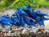 Las Vegas Exotic Fish 20 Mixed Color Neocaridina Shrimp - Live Freshwater Aquarium Inverts