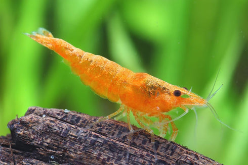 27+ RedBlue-Orange Live Freshwater Shrimp High Grade Live Shrimps - Freshwater Shrimp Aquarium Inverts, Hardy Nano Tank