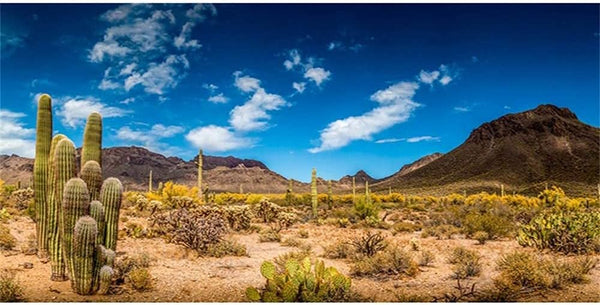 AWERT 48x18 inches Reptile Habitat Background, Blue Sky Oasis Cactus Desert Vinyl
