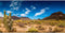 AWERT 72x16 inches Reptile Habitat Background, Blue Sky Oasis Cactus Desert Vinyl
