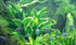 3X Marcus Fish Tanks - Amazon Sword Echinodorus Bleheri Easy Live Aquarium Plants for Aquatic Freshwater Fish Tank