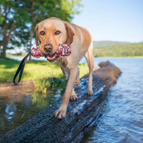 EzyDog Beaver Tail Dog Toy - Durable Fetch and Tug Toy for Retrievers and Water Dogs, Small Size for Dogs Under 44 lbs