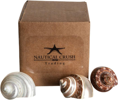 Hermit Crab Shells | Turbo Shells, 1 Brown, 1 Banded, 1 White Pearlized, 1.75"-2" for Décor