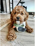 Tall Tails Small Classic Plush Squeaker Toy for Dogs, Duckling