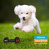 Dog Chew Toys for Aggressive Chewers, Indestructible Tough Natural Rubber Dumbbell Toy for Large Dogs