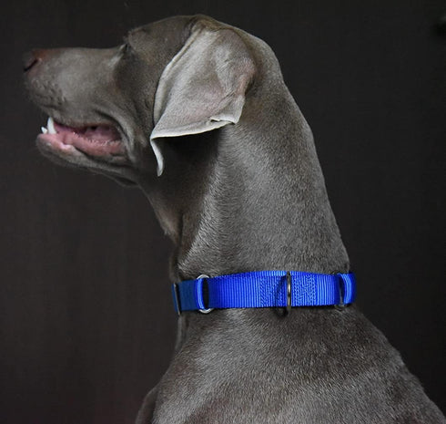 Martingale Dog Collar, Nylon Dog Collar, Blue, Small