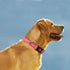 Taglory Reflective Dog Collar - Safety Locking Buckle, Adjustable Nylon Collars for Medium Dogs, Baby Pink, M