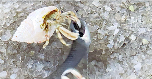 Generic 10+ Live Small Marine White-Legged Hermit Crabs Reef Safe Algae Eaters & Cleanup Crew for Saltwater Aquariums