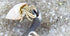 Generic 10+ Live Small Marine White-Legged Hermit Crabs Reef Safe Algae Eaters & Cleanup Crew for Saltwater Aquariums