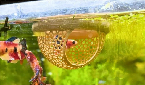 Bingche 4pcs 3 1 Hammock Aquatic Pet Lounge Aquarium Accessories Floating Hole Fish Shrimp Hiding Place