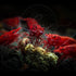 Swimming (10 Creatures Freshwater Aquarium Shrimp - A Perfect Combo to Brighten Your Aquarium! Premium FIRE RED)