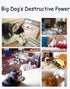 Extra Large Dog Rope Toys, Heavy Duty Tug of War Interactive Chew Rope for Medium & Large Breeds