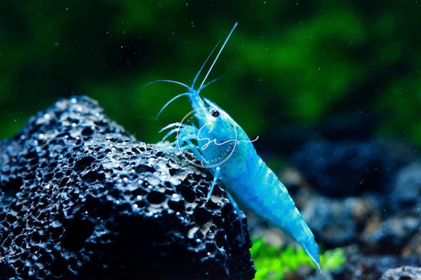 Swimming Creatures Premium Neocaridina Shrimp Freshwater Aquarium Shrimp (10, Premium Blue Velvet