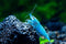 Swimming Creatures Premium Neocaridina Shrimp Freshwater Aquarium Shrimp (10, Premium Blue Velvet