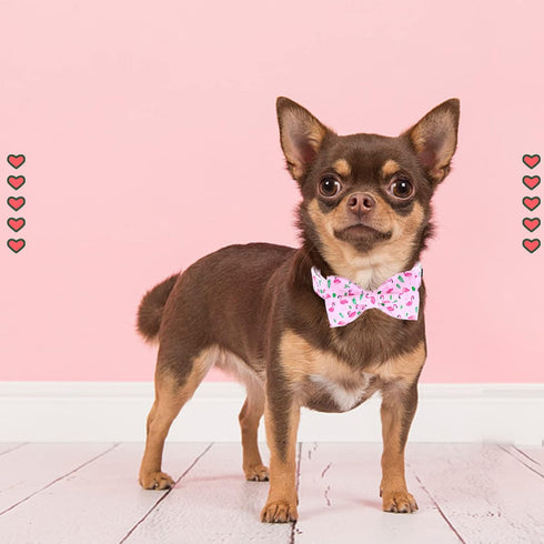 Lionheart Glory Dog Bow Collar, Valentine's Day Dog Collar for Small Dogs, Pink Collar with Bowtie Spring Design