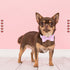 Lionheart Glory Dog Bow Collar, Valentine's Day Dog Collar for Small Dogs, Pink Collar with Bowtie Spring Design