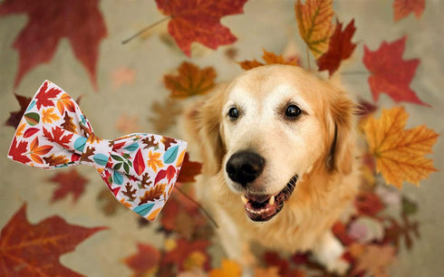Elegant Little Tail Fall Dog Collar, Adjustable Soft Bow Tie Collar for Male or Female Small Dogs