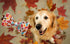Elegant Little Tail Fall Dog Collar, Adjustable Soft Bow Tie Collar for Male or Female Small Dogs