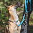 RC Pet Products 1" Primary Collection Training Clip Dog Collar, Medium, Red