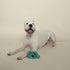 Fringe Studio Plush Dog Toy, Durable, The Sweet Life (729066) Small